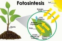 Fotosintesis ialah proses pembuatan masakan yang dilakukan oleh tumbuhan yang memakai  Pengertian, Faktor, Fungsi dan Manfaat fotosintesis