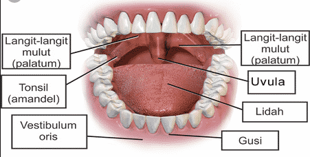 Fungsi-Mulut-Manusia-:-Pengertian,-Fungsi,-Bagian-dan-Gangguan-Mulut