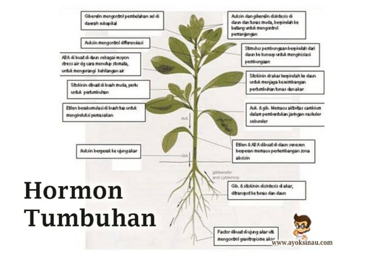 Pengertian Hormon Tumbuhan Beserta Macam Dan Fungsinya - Ayok Sinau