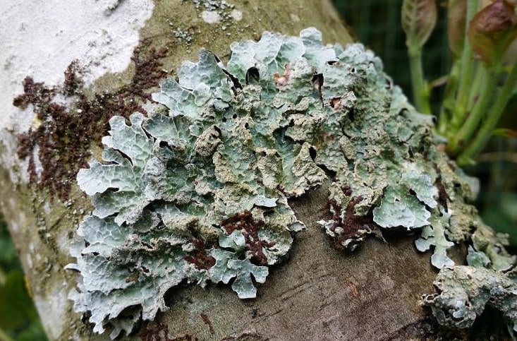 Jamur yang dapat membentuk lichenes adalah
